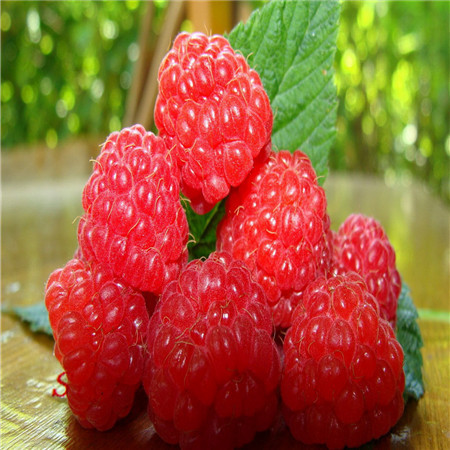 Raspberry Seed Refined Carrier Oil 1